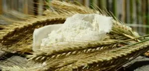 flour, grain, spike, corn stalks, nourishment, grind, barley, flour, flour, flour, flour, flour